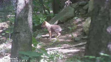Off-Exhibit Red Wolves Live Cam | Wolf Center - Jun 8, 2026, 11:22am EDT