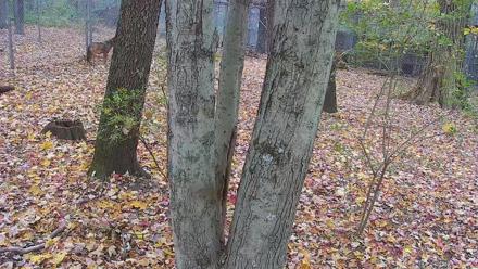 Off-Exhibit Red Wolves Live Cam | Wolf Center - Oct 29, 2025, 10:17am EDT