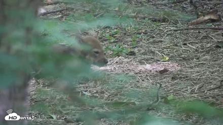 Off-Exhibit Red Wolves Live Cam | Wolf Center - Jun 8, 2026, 11:32am EDT