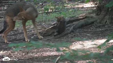 Off-Exhibit Red Wolves Live Cam | Wolf Center - Jul 23, 2026, 6:28pm EDT