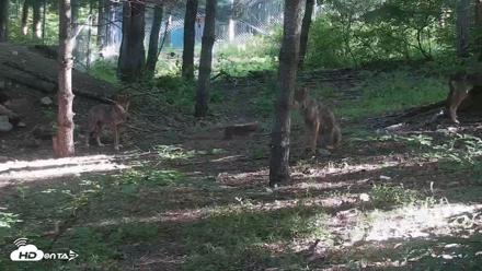 Off-Exhibit Red Wolves Live Cam | Wolf Center - Jun 16, 2026, 7:49am EDT