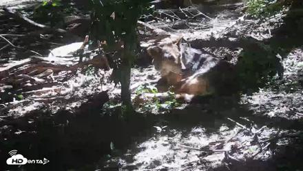 Off-Exhibit Red Wolves Live Cam | Wolf Center - Jun 8, 2026, 11:28am EDT