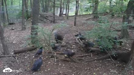 Off-Exhibit Red Wolves Live Cam | Wolf Center - Sep 19, 2026, 8:01am EDT