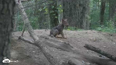 Off-Exhibit Red Wolves Live Cam | Wolf Center - Jun 22, 2026, 9:20am EDT