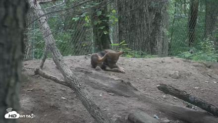 Off-Exhibit Red Wolves Live Cam | Wolf Center - Jun 22, 2026, 9:20am EDT
