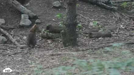 Off-Exhibit Red Wolves Live Cam | Wolf Center - Jun 17, 2026, 6:39pm EDT
