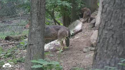 Off-Exhibit Red Wolves Live Cam | Wolf Center - Jun 5, 2026, 2:06pm EDT