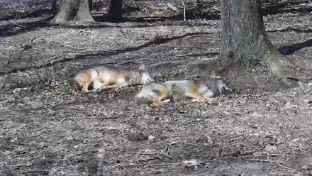 Off-Exhibit Red Wolves Live Cam | Wolf Center - Apr 9, 2026, 12:52pm EDT