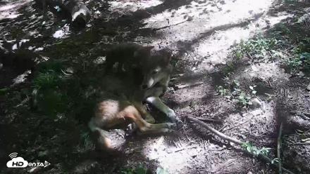 Off-Exhibit Red Wolves Live Cam | Wolf Center - Jun 8, 2026, 11:04am EDT