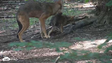 Off-Exhibit Red Wolves Live Cam | Wolf Center - Jul 23, 2026, 6:29pm EDT
