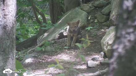 Off-Exhibit Red Wolves Live Cam | Wolf Center - Jun 8, 2026, 11:24am EDT