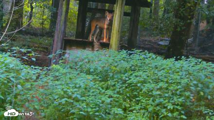 Off-Exhibit Red Wolves Live Cam | Wolf Center - Aug 6, 2026, 10:14am EDT