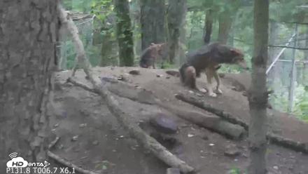 Off-Exhibit Red Wolves Live Cam | Wolf Center - Jun 18, 2026, 10:53am EDT