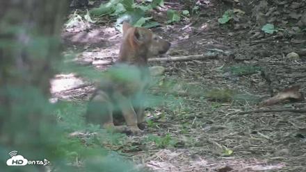 Off-Exhibit Red Wolves Live Cam | Wolf Center - Jun 8, 2026, 11:34am EDT