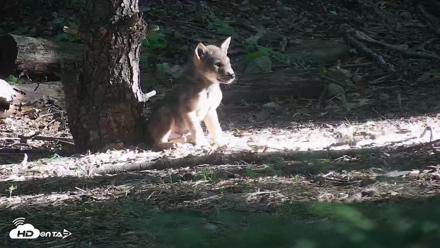Off-Exhibit Red Wolves Live Cam | Wolf Center - Jun 16, 2026, 7:53am EDT