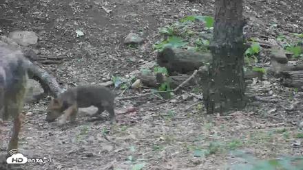 Off-Exhibit Red Wolves Live Cam | Wolf Center - Jun 1, 2026, 2:36pm EDT