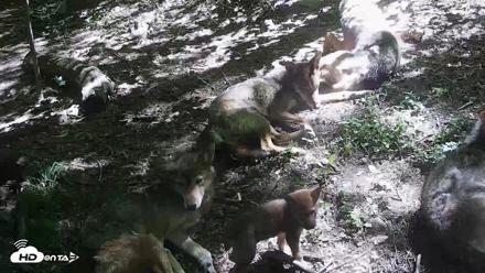Off-Exhibit Red Wolves Live Cam | Wolf Center - Jun 8, 2026, 11:08am EDT