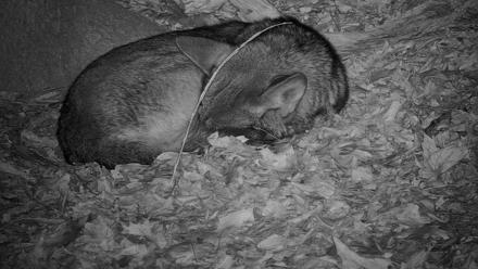 Off-Exhibit Red Wolves Live Cam | Wolf Center - Dec 9, 2025, 12:36am EST