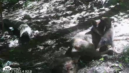 Off-Exhibit Red Wolves Live Cam | Wolf Center - Jun 8, 2026, 11:07am EDT