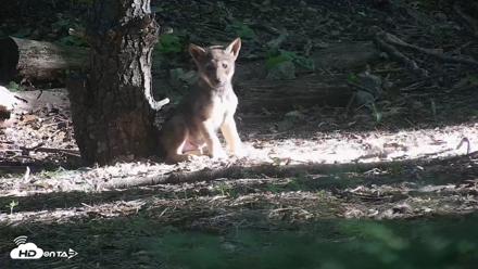 Off-Exhibit Red Wolves Live Cam | Wolf Center - Jun 16, 2026, 7:53am EDT
