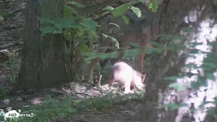 Off-Exhibit Red Wolves Live Cam | Wolf Center - Jun 16, 2026, 10:28am EDT