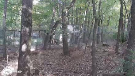 Off-Exhibit Red Wolves Live Cam | Wolf Center - Oct 15, 2026, 9:20am EDT
