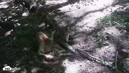 Off-Exhibit Red Wolves Live Cam | Wolf Center - Jun 8, 2026, 11:05am EDT