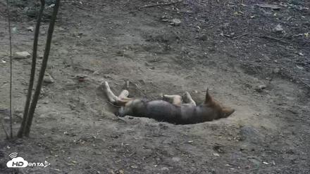 Off-Exhibit Red Wolves Live Cam | Wolf Center - Jul 3, 2026, 7:22pm EDT