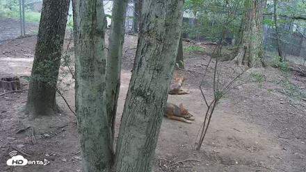 Off-Exhibit Red Wolves Live Cam | Wolf Center - Jul 17, 2026, 11:25am EDT