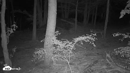 Off-Exhibit Red Wolves Live Cam | Wolf Center - May 2, 2026, 9:00pm EDT