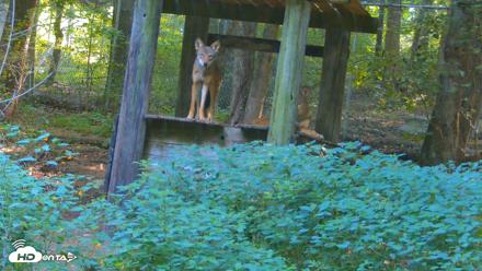 Off-Exhibit Red Wolves Live Cam | Wolf Center - Aug 16, 2026, 9:47am EDT