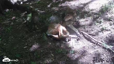 Off-Exhibit Red Wolves Live Cam | Wolf Center - Jun 8, 2026, 11:05am EDT