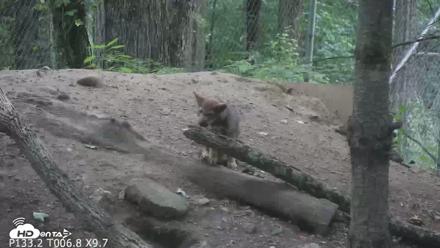 Off-Exhibit Red Wolves Live Cam | Wolf Center - Jun 22, 2026, 9:20am EDT