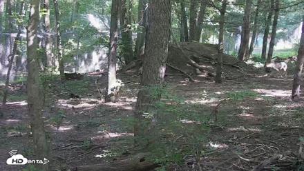 Off-Exhibit Red Wolves Live Cam | Wolf Center - Jul 9, 2026, 10:06am EDT