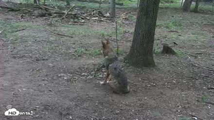 Off-Exhibit Red Wolves Live Cam | Wolf Center - Jun 22, 2026, 9:37am EDT
