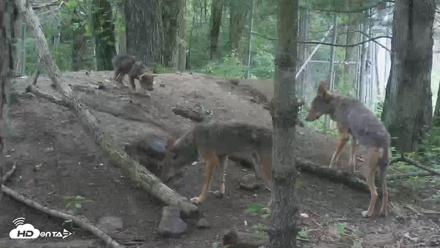 Off-Exhibit Red Wolves Live Cam | Wolf Center - Jun 18, 2026, 10:55am EDT