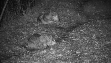 Wolf Center - Group 3 Wolves - Nov 25, 2025, 5:12pm EST