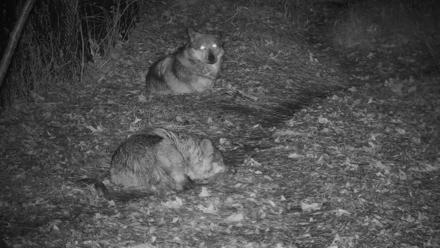 Wolf Center - Group 3 Wolves - Nov 25, 2025, 5:10pm EST