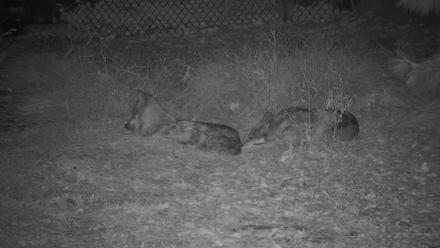 Wolf Center - Group 3 Wolves - Oct 19, 2025, 6:26pm EDT