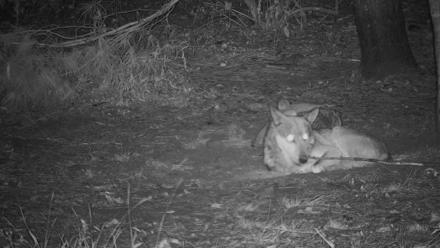 Wolf Center - Group 3 Wolves - Sep 25, 2025, 10:37pm EDT