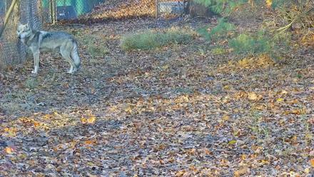 Wolf Center - Group 3 Wolves - Nov 16, 2025, 8:02am EST