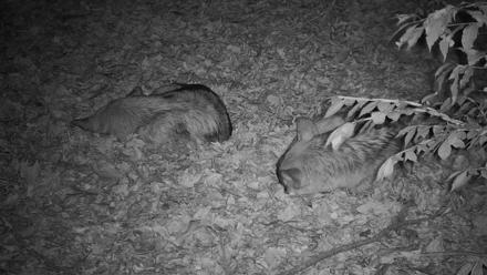 Wolf Center - Group 3 Wolves - Nov 6, 2025, 6:04pm EST