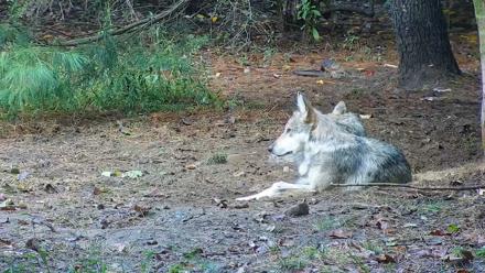 Wolf Center - Group 3 Wolves - Sep 26, 2025, 8:19am EDT