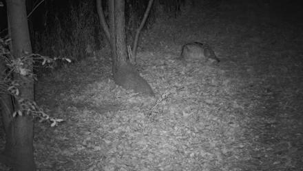 Wolf Center - Group 3 Wolves - Oct 29, 2025, 6:46am EDT