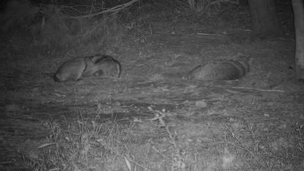 Wolf Center - Group 3 Wolves - Sep 28, 2025, 3:54am EDT