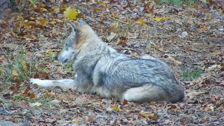 Wolf Center - Group 3 Wolves - Nov 9, 2025, 10:24am EST