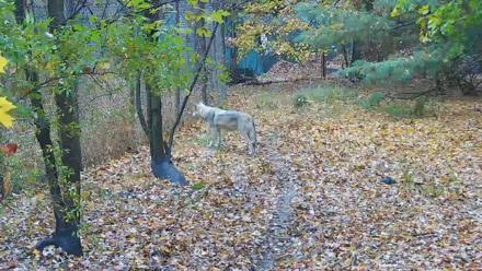 Wolf Center - Group 3 Wolves - Oct 30, 2025, 11:12am EDT