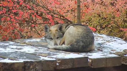 Wolf Center - Group 3 Wolves - Nov 12, 2025, 10:35am EST