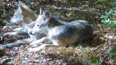 Wolf Center - Group 3 Wolves - Oct 9, 2025, 1:41pm EDT