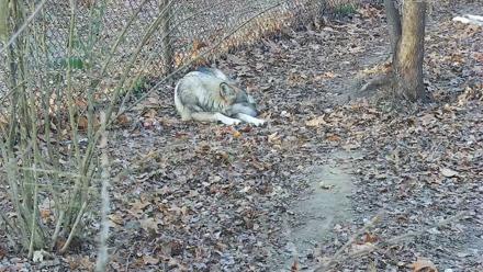 Wolf Center - Group 3 Wolves - Dec 10, 2025, 8:27am EST